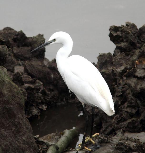 LA BARNACLA CARINEGRA Y TXINGUDI PLAIAUNDI