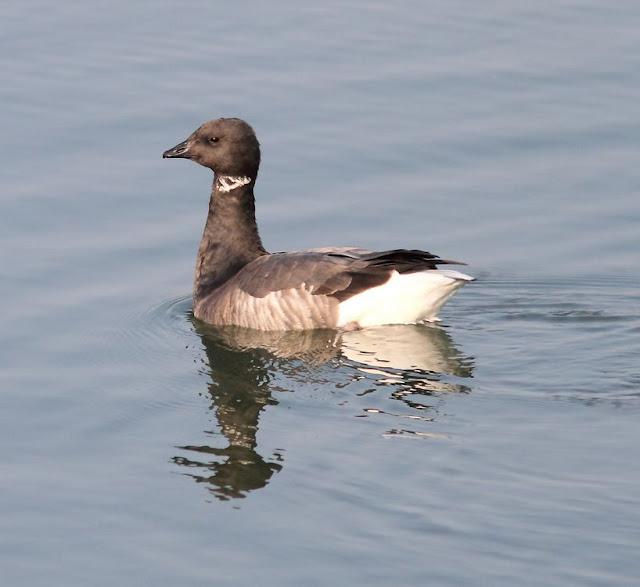 LA BARNACLA CARINEGRA Y TXINGUDI PLAIAUNDI