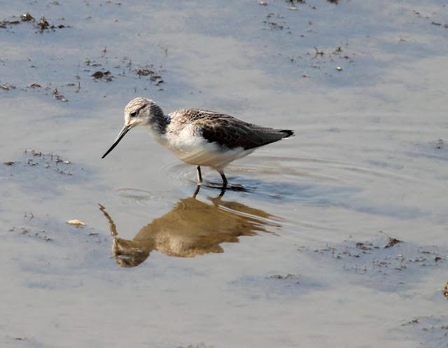 LA BARNACLA CARINEGRA Y TXINGUDI PLAIAUNDI