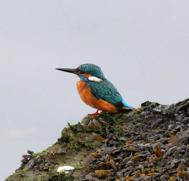 LA BARNACLA CARINEGRA Y TXINGUDI PLAIAUNDI