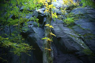 Jardines japoneses: wabi sabi