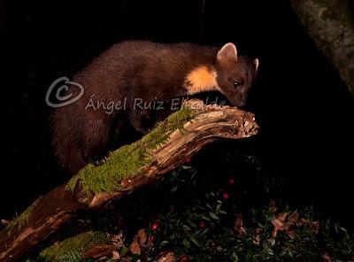 Última sesión de carnívoros nocturnos: Marta y Gineta...