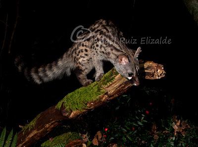 Última sesión de carnívoros nocturnos: Marta y Gineta...