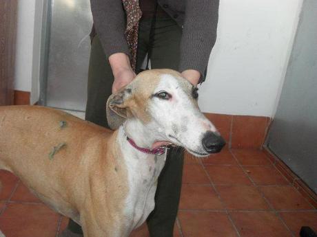 Muy urgente le han salvado la vida pero no la pueden sacar a la calle .Sevilla