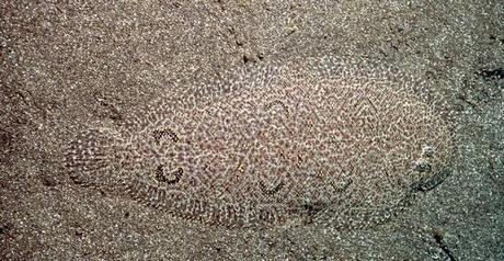 camuflajes de animales - Especie de pez