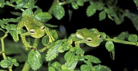 camuflajes de animales - Sapos