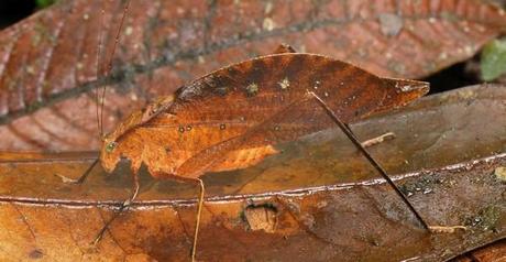 camuflajes de animales - Especie de saltamontes