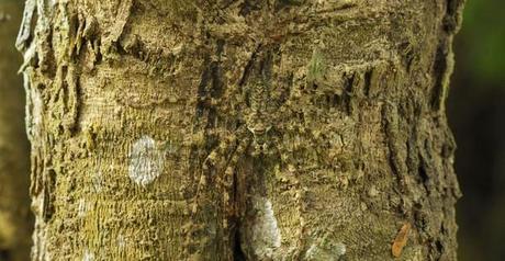 camuflajes de animales - Araña-líquen