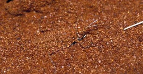 camuflajes de animales - Urnisiella Rubropunctata