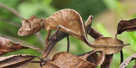 camuflajes de animales - Lagartija satánica cola de hoja