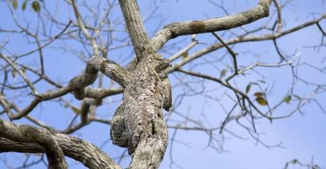 camuflajes de animales - Nictibio grande