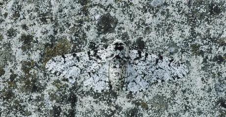 camuflajes de animales - Especie de mariposa