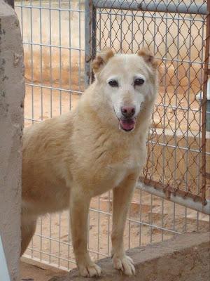 Hilda fue utilizada como sparring en peleas de perros.