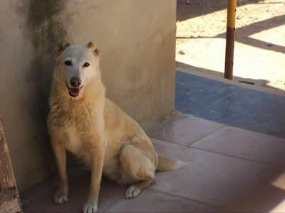 Hilda fue utilizada como sparring en peleas de perros.