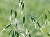 alérgicos polen tendrán primavera suave escasez lluvias