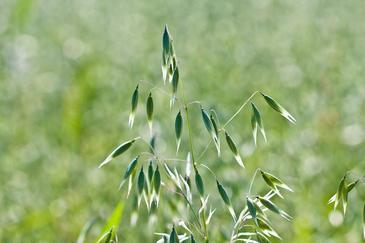 Los alérgicos al polen tendrán una primavera suave por la escasez de lluvias