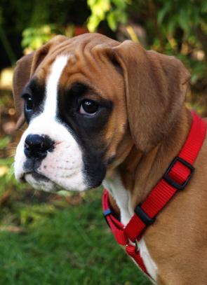 El caracter de los perros Boxer