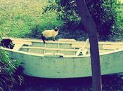 Gatos.