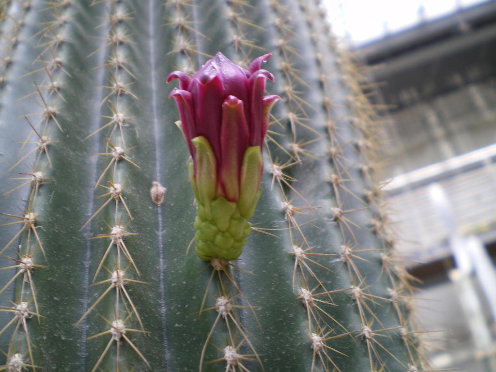 Flor en un cactus
