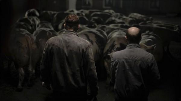 Bullhead (Rundskop), Bélgica 2011