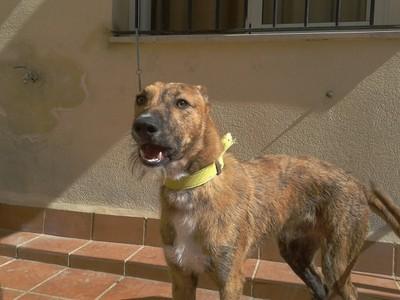 ATADO Y LE DAN DE COMER 2 VECES A LA SEMANA!! PARTICULARES Y PROTES, ACOGIDA, POR FAVOR. (SEVILLA)