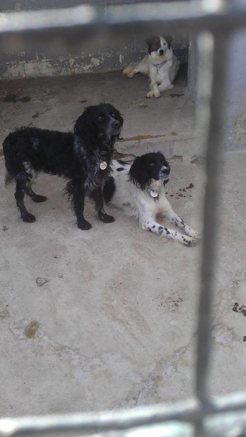 AYUDAAAAA!!! BRETONA PREÑADISIMA EN MAIRENA!!!!