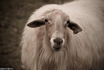 Fotografias cantabras