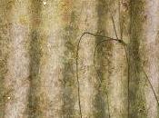 Novedad Marzo 2012 niños lata tomate