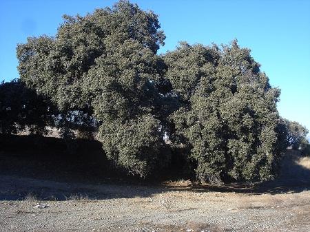 Árboles Singulares de Huesca - Encina de Saganta (Estopiñán del Castillo)