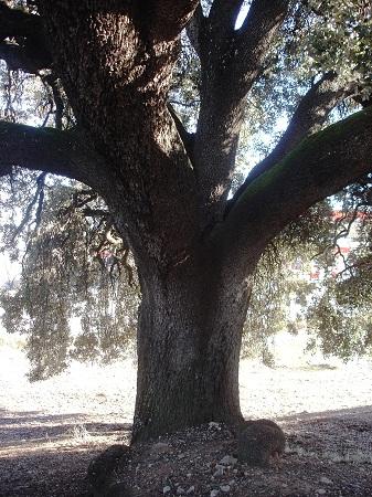 Árboles Singulares de Huesca - Encina de Saganta (Estopiñán del Castillo)
