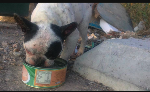 Los Bulldog Francés de la calle, la otra cara de la moneda