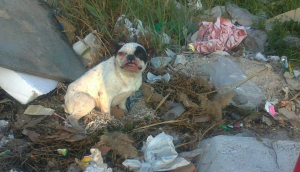 Los Bulldog Francés de la calle, la otra cara de la moneda