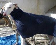 OTTO Y NICOS. DOS GALGUINOS QUE BUSCAN FAMILIA. (AVILA)