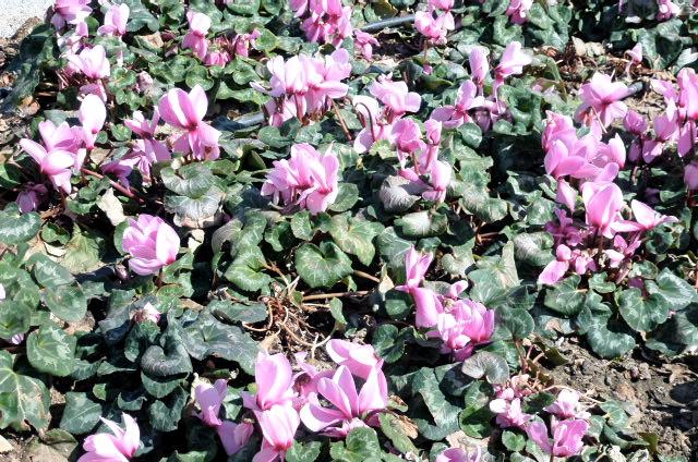 Stepping into spring