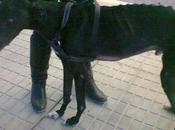 Canijo.... foto dice todo