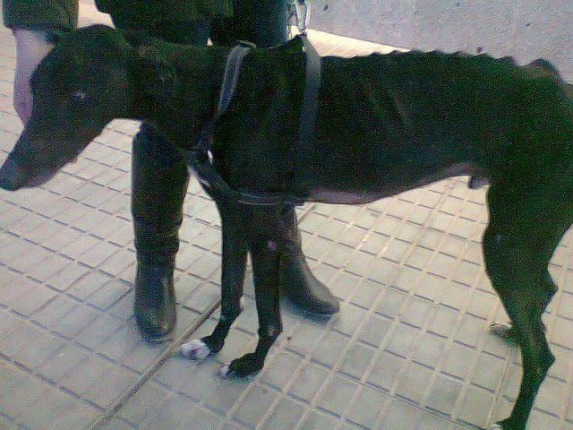 Canijo.... la foto lo dice todo