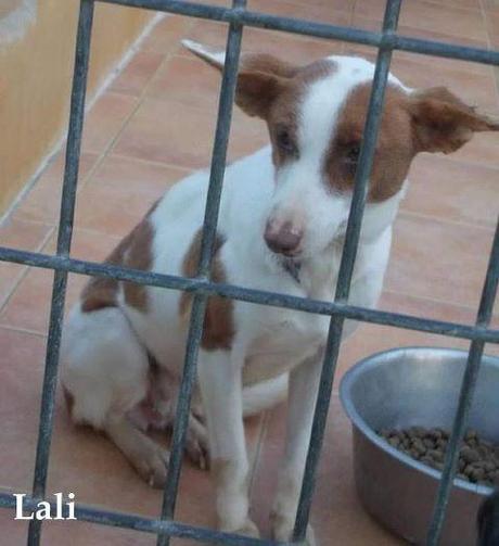 Perrera Málaga, una preciosidad con fecha de caducidad