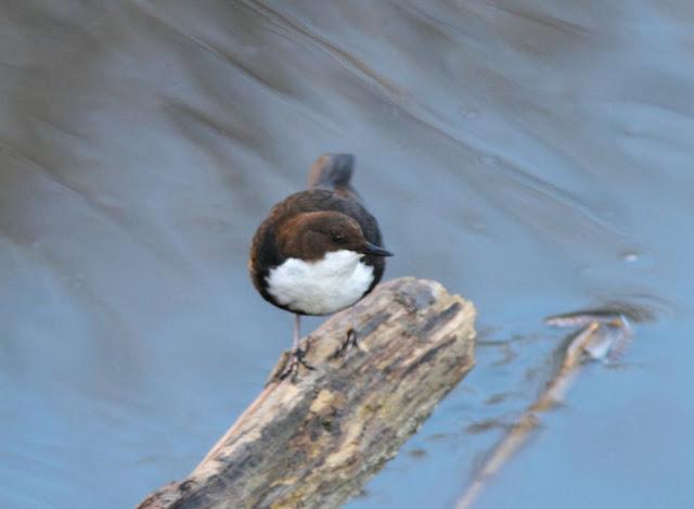EL MIRLO ACUÁTICO-CINCLUS CINCLUS