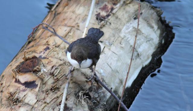 EL MIRLO ACUÁTICO-CINCLUS CINCLUS