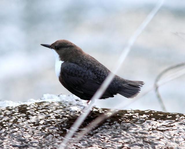 EL MIRLO ACUÁTICO-CINCLUS CINCLUS