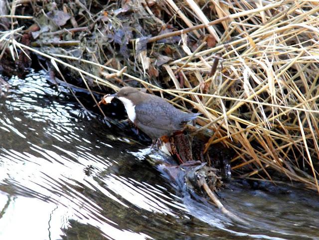 EL MIRLO ACUÁTICO-CINCLUS CINCLUS