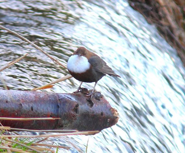 EL MIRLO ACUÁTICO-CINCLUS CINCLUS