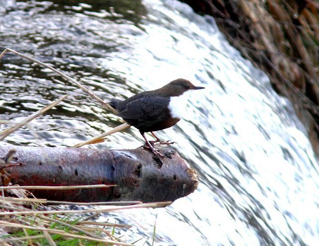 EL MIRLO ACUÁTICO-CINCLUS CINCLUS