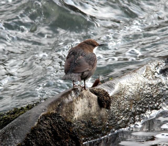 EL MIRLO ACUÁTICO-CINCLUS CINCLUS