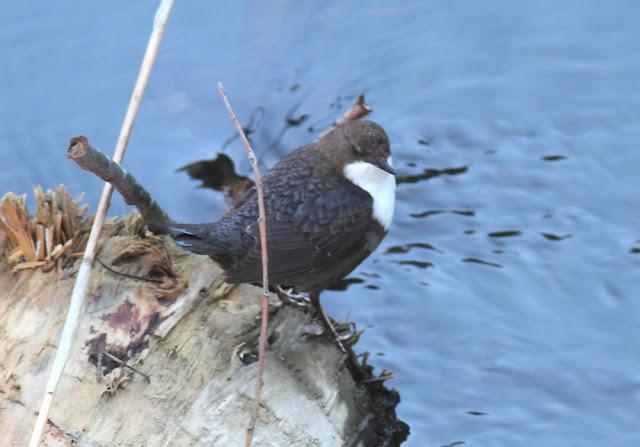 EL MIRLO ACUÁTICO-CINCLUS CINCLUS