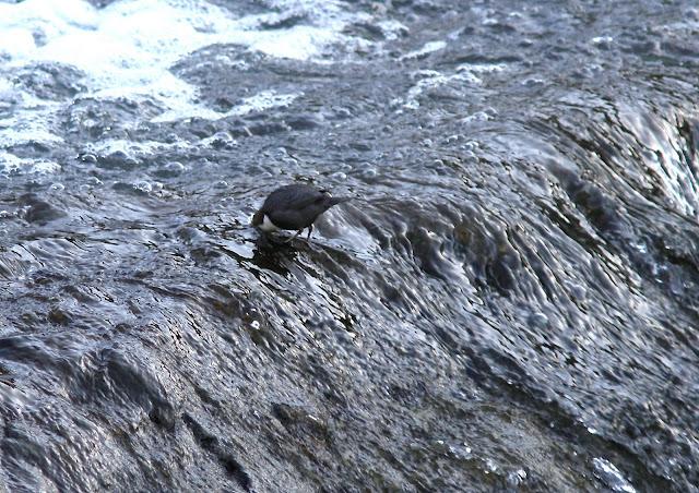 EL MIRLO ACUÁTICO-CINCLUS CINCLUS