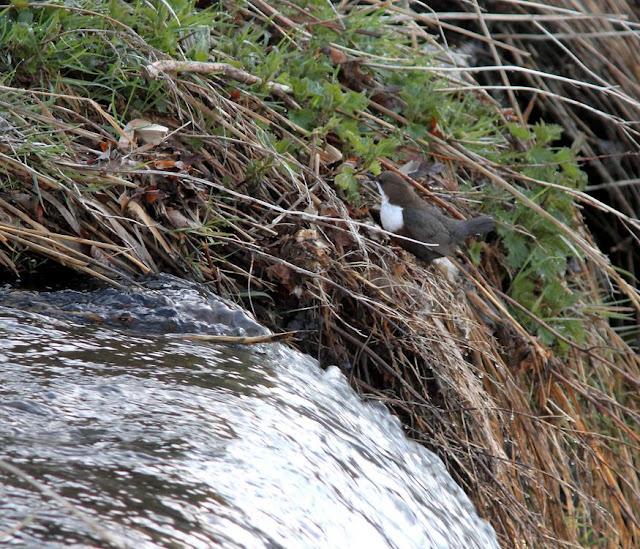 EL MIRLO ACUÁTICO-CINCLUS CINCLUS