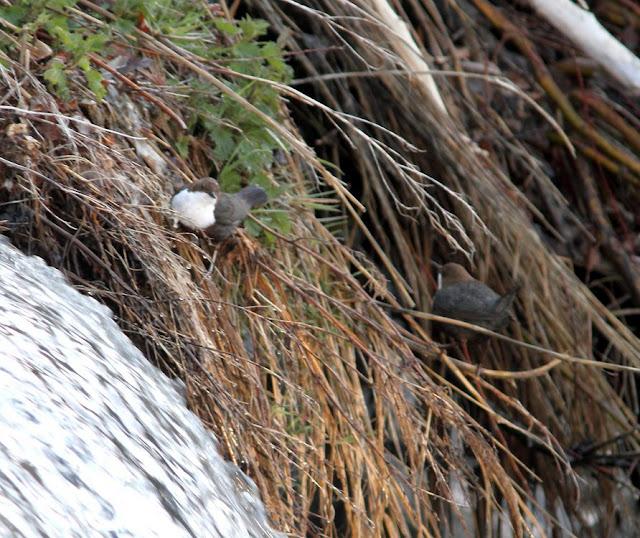 EL MIRLO ACUÁTICO-CINCLUS CINCLUS
