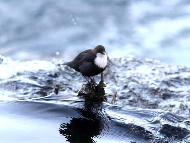 EL MIRLO ACUÁTICO-CINCLUS CINCLUS