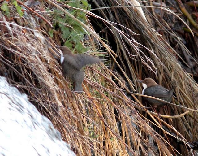 EL MIRLO ACUÁTICO-CINCLUS CINCLUS